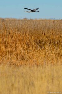 (Trent Nelson  |  The Salt Lake Tribune) Audubon’s Gillmor Sanctuary on the Great Salt Lake's South Shore on Wednesday, Dec. 23, 2020.