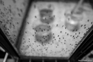 (Trent Nelson  |  The Salt Lake Tribune)  at the Salt Lake City Mosquito Abatement District's facility on Thursday, Feb. 25, 2021.