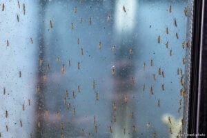 (Trent Nelson  |  The Salt Lake Tribune) Mosquitos at the Salt Lake City Mosquito Abatement District's facility on Thursday, Feb. 25, 2021.