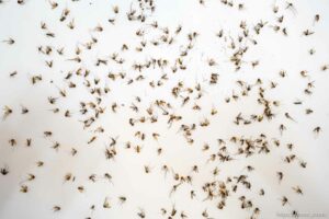 (Trent Nelson  |  The Salt Lake Tribune) Mosquitos at the Salt Lake City Mosquito Abatement District's facility on Thursday, Feb. 25, 2021.