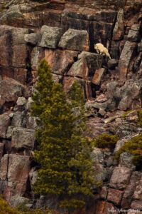 (Trent Nelson  |  The Salt Lake Tribune) Mountain goats during the Mountain Goat Watch near Upper Stillwater Dam on Saturday, March 20, 2021.