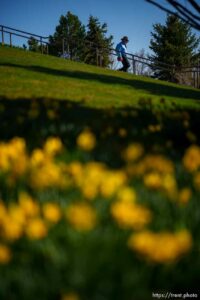 (Trent Nelson  |  The Salt Lake Tribune)  at the Thanksgiving Point's Tulip Festival in Ashton Gardens in Lehi on Friday, April 9, 2021.