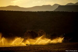 (Trent Nelson  |  The Salt Lake Tribune) Irrigation in Moab on Thursday, July 15, 2021.