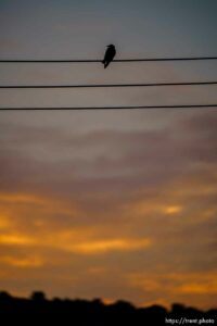 bird on wire, Moab on Thursday, July 15, 2021.