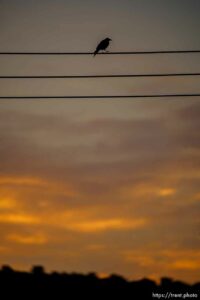 bird on wire, Moab on Thursday, July 15, 2021.