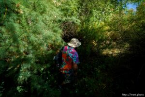 (Trent Nelson  |  The Salt Lake Tribune) Skyler Marshall looking through Royal Oaks Park in St. George on Friday, June 11, 2021. Marshall is the street outreach case manager for the nonprofit Youth Futures.