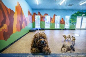 (Trent Nelson  |  The Salt Lake Tribune) Dogs at Bed N Biscuits, a dog and cat daycare operated by Switchpoint, in St. George on Friday, June 11, 2021.