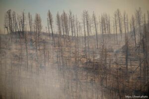 (Trent Nelson  |  The Salt Lake Tribune) The Parleys Canyon Fire burns on Saturday, Aug. 14, 2021.