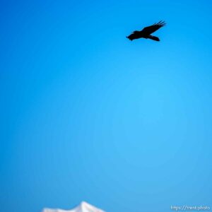 bird, chicken corners, on Saturday, Jan. 15, 2022.