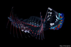 (Trent Nelson  |  The Salt Lake Tribune) Gold medalist Eileen Gu competes in the big air qualification round at the 2022 Winter Olympics in Beijing on Monday, Feb. 7, 2022.