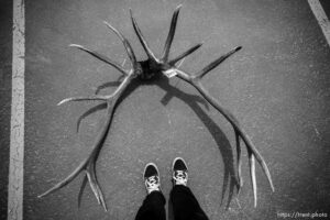 (Trent Nelson  |  The Salt Lake Tribune)  DWR is auctioning off 100s of antlers and furs recovered during poaching investigations over the last six years Lee Kay Public Shooting Range in Salt Lake City on Monday, April 25, 2022.