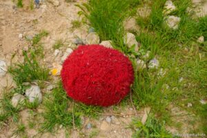 (Trent Nelson  |  The Salt Lake Tribune) The clearing of camps located east of Victory Road in the foothills north of Salt Lake City on Wednesday, April 27, 2022.