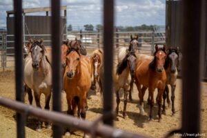 (Trent Nelson  |  The Salt Lake Tribune) The Bureau of Land Management's Wild Horse and Burro Corral in Delta on Friday, Aug. 5, 2022.