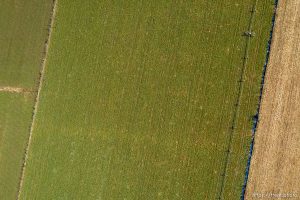 (Trent Nelson  |  The Salt Lake Tribune) Alfalfa fields in Mt. Carmel  on Thursday, Nov. 10, 2022.