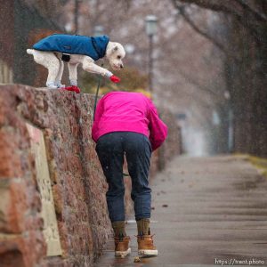(Trent Nelson  |  The Salt Lake Tribune) dog walk in Salt Lake City on Wednesday, Dec. 28, 2022.