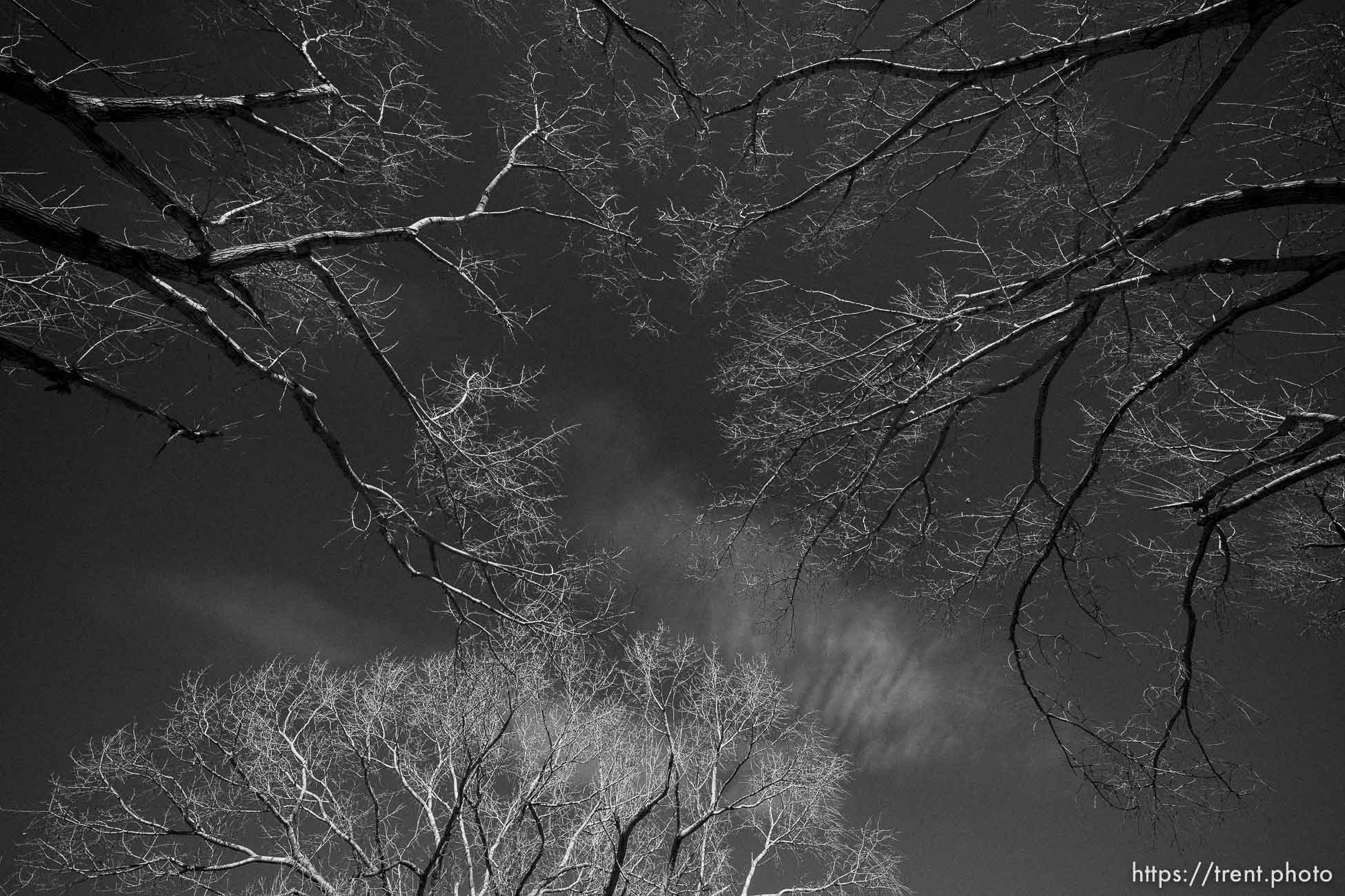 cottonwood park, on Sunday, Jan. 29, 2023.