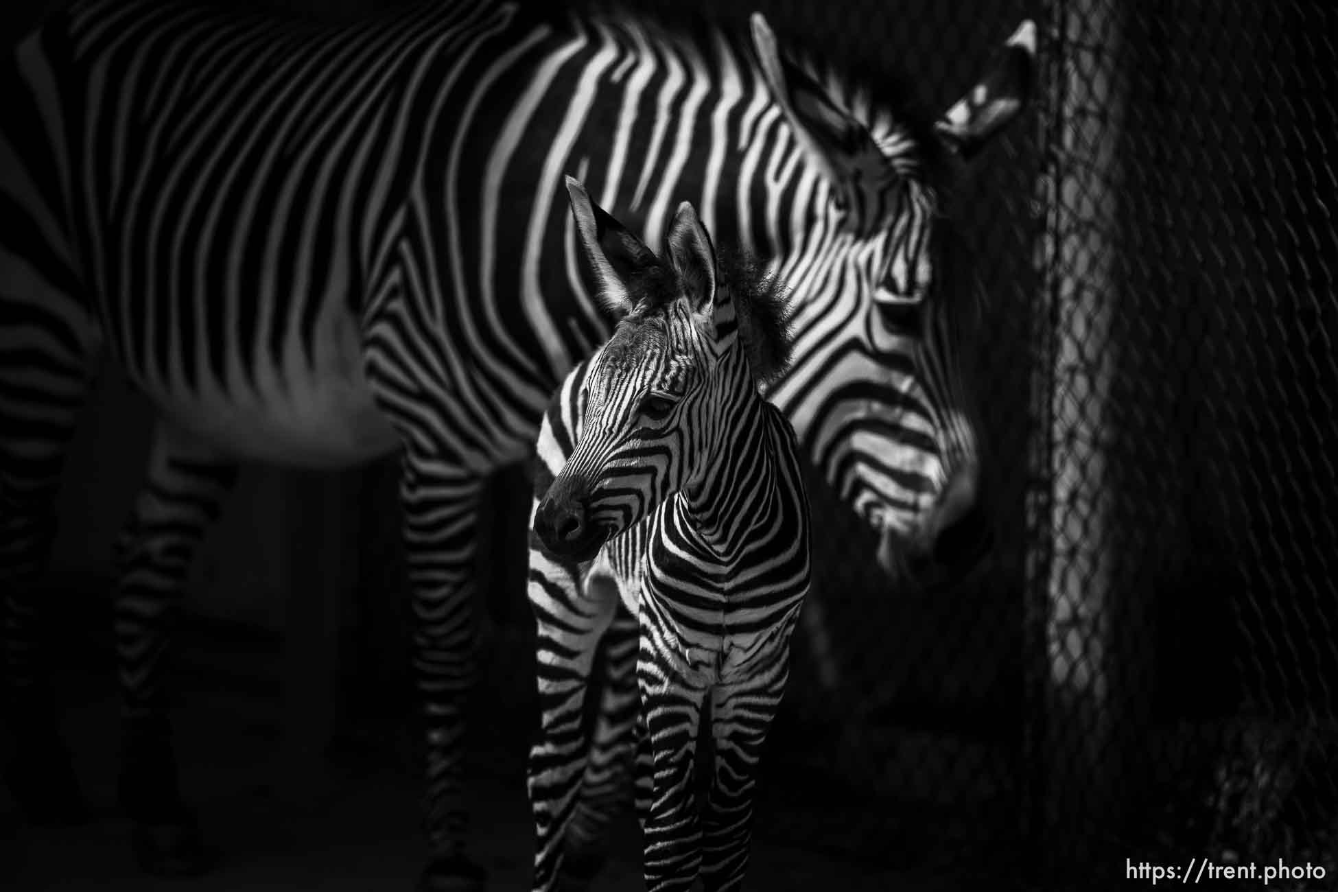 (Trent Nelson  |  The Salt Lake Tribune) The new baby Zebra born on June 2 to mother Ziva at Hogle Zoo in Salt Lake City, on Wednesday, June 7, 2023.