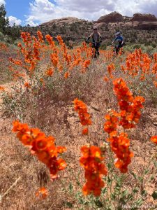 Falcon Flow Bike Trail