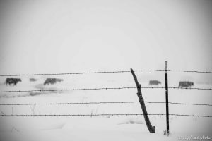 (Trent Nelson  |  The Salt Lake Tribune) Cattle in a field in Oakley on Monday, March 4, 2024.
