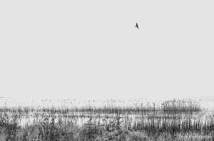 (Trent Nelson | The Salt Lake Tribune) The north shore of Utah Lake on Saturday, July 27, 2024.