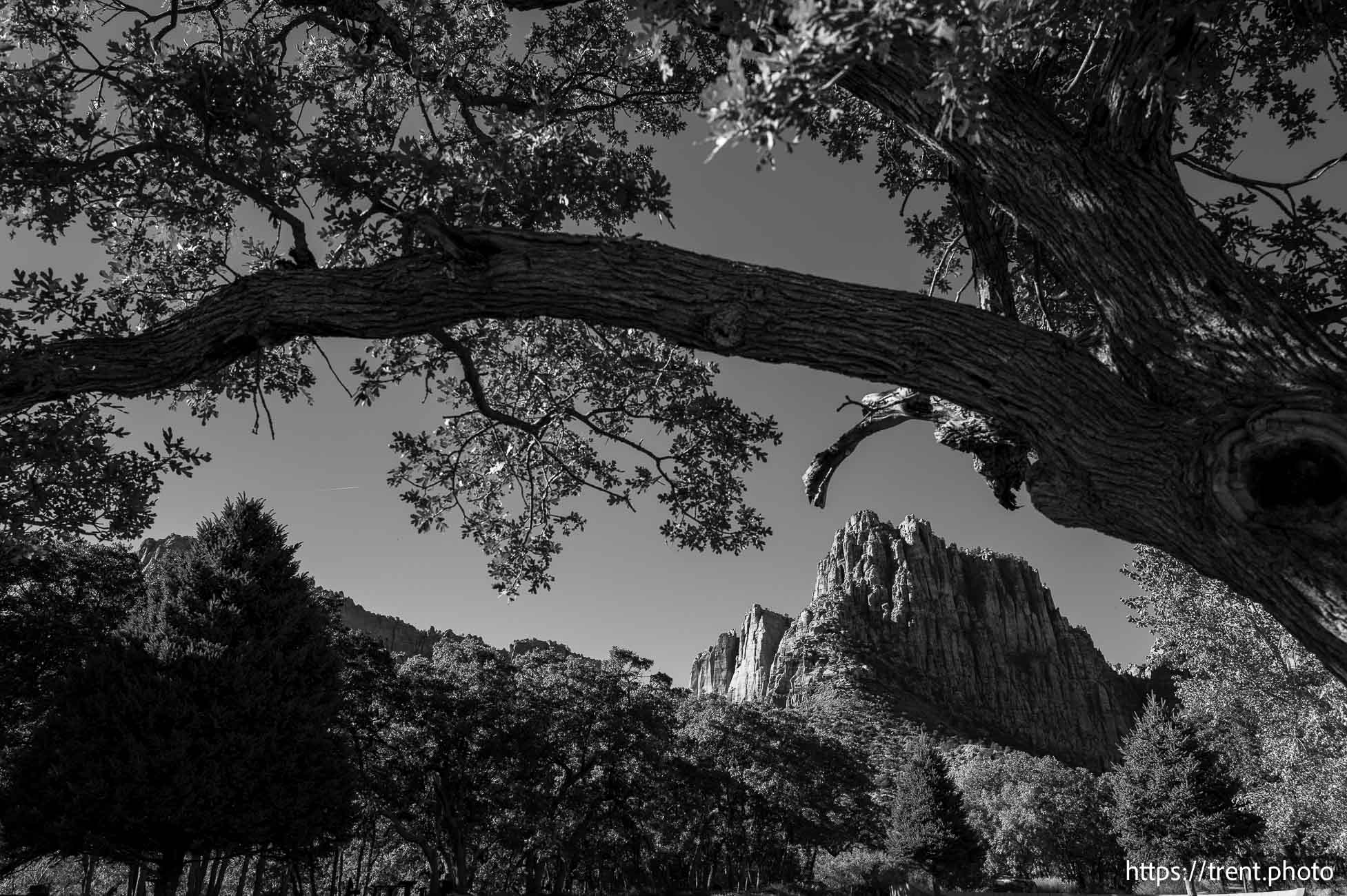 Polygamy in the American West