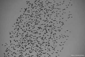 birds, on Thursday, Jan. 2, 2025.