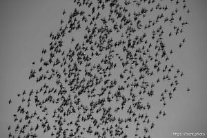 birds, on Thursday, Jan. 2, 2025.