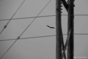 Bald eagle, Tooele on Sunday, Jan. 12, 2025.
