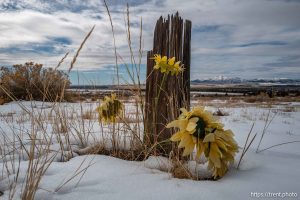 Eureka cemetery, desert drive on Sunday, Feb. 23, 2025.