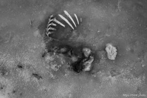 dead in the ice, desert drive on Sunday, Feb. 23, 2025.