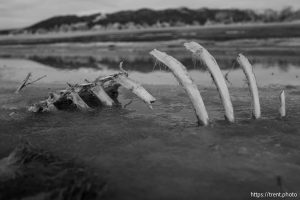 dead in the ice, desert drive on Sunday, Feb. 23, 2025.