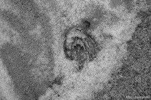 dead in the ice, great salt lake, stansbury island, desert drive on Sunday, Feb. 23, 2025.