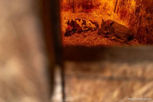 (Trent Nelson  |  The Salt Lake Tribune) Newborn calves at NooSun Dairy in Corinne on Monday, Feb. 3, 2025.