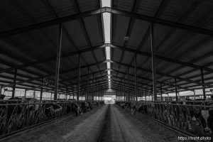 (Trent Nelson  |  The Salt Lake Tribune) Cattle at NooSun Dairy, in Corinne on Monday, Feb. 3, 2025.