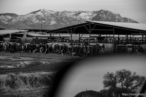(Trent Nelson  |  The Salt Lake Tribune) NooSun Dairy, in Corinne on Monday, Feb. 3, 2025.
