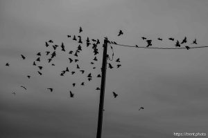 (Trent Nelson  |  The Salt Lake Tribune) NooSun Dairy, in Corinne on Monday, Feb. 3, 2025.