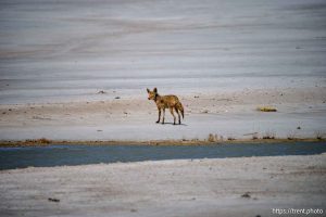 (Trent Nelson  |  The Salt Lake Tribune) Fox. Dust blows over the Great Salt Lake on Monday, May 12, 2025.
