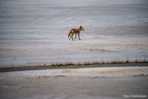 (Trent Nelson  |  The Salt Lake Tribune) Fox. Dust blows over the Great Salt Lake on Monday, May 12, 2025.
