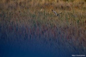 (Trent Nelson  |  The Salt Lake Tribune) Antelope Island on Monday, May 12, 2025.