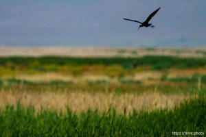 (Trent Nelson  |  The Salt Lake Tribune) A white-faced Ibis at Eccles Wildlife Education Center in Farmington on Friday, June 13, 2025.