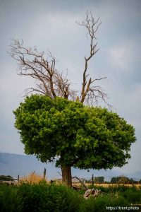 Spanish Fork on Tuesday, July 15, 2025.