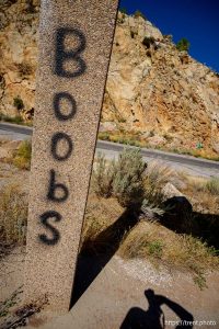 Boobs, Thistle on Tuesday, Aug. 12, 2025.