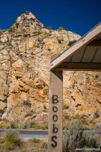 Boobs, Thistle on Tuesday, Aug. 12, 2025.