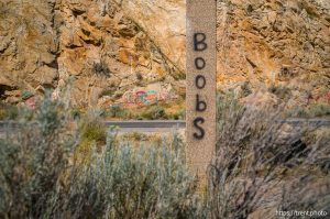 Boobs, Thistle on Tuesday, Aug. 12, 2025.