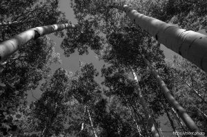 Aspens, Fairview Canyon, on Tuesday, Aug. 12, 2025.
