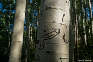 Carvings on aspen trees, Fairview Canyon, Tuesday, Aug. 12, 2025.