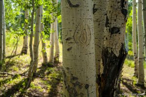 Carvings on aspen trees, Fairview Canyon, Tuesday, Aug. 12, 2025.