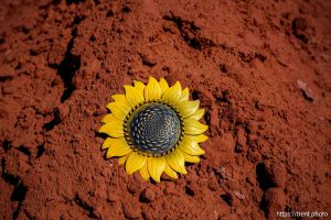 Travis Lee Cooke. carling cemetery on Friday, Sept. 5, 2025.