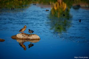 (Trent Nelson  |  The Salt Lake Tribune) Springs Park in St. George on Wednesday, Sept. 17, 2025.