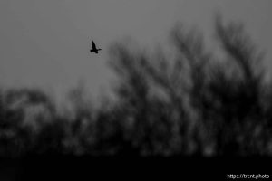 (Trent Nelson  |  The Salt Lake Tribune) at the Great Salt Lake Shorelands Preserve on Tuesday, Feb. 17, 2026.